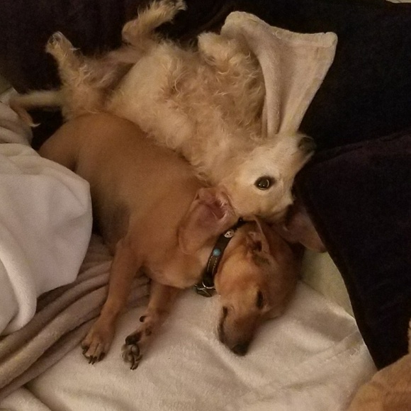 Meet your Posher, Amelia - Picture 2 of 2